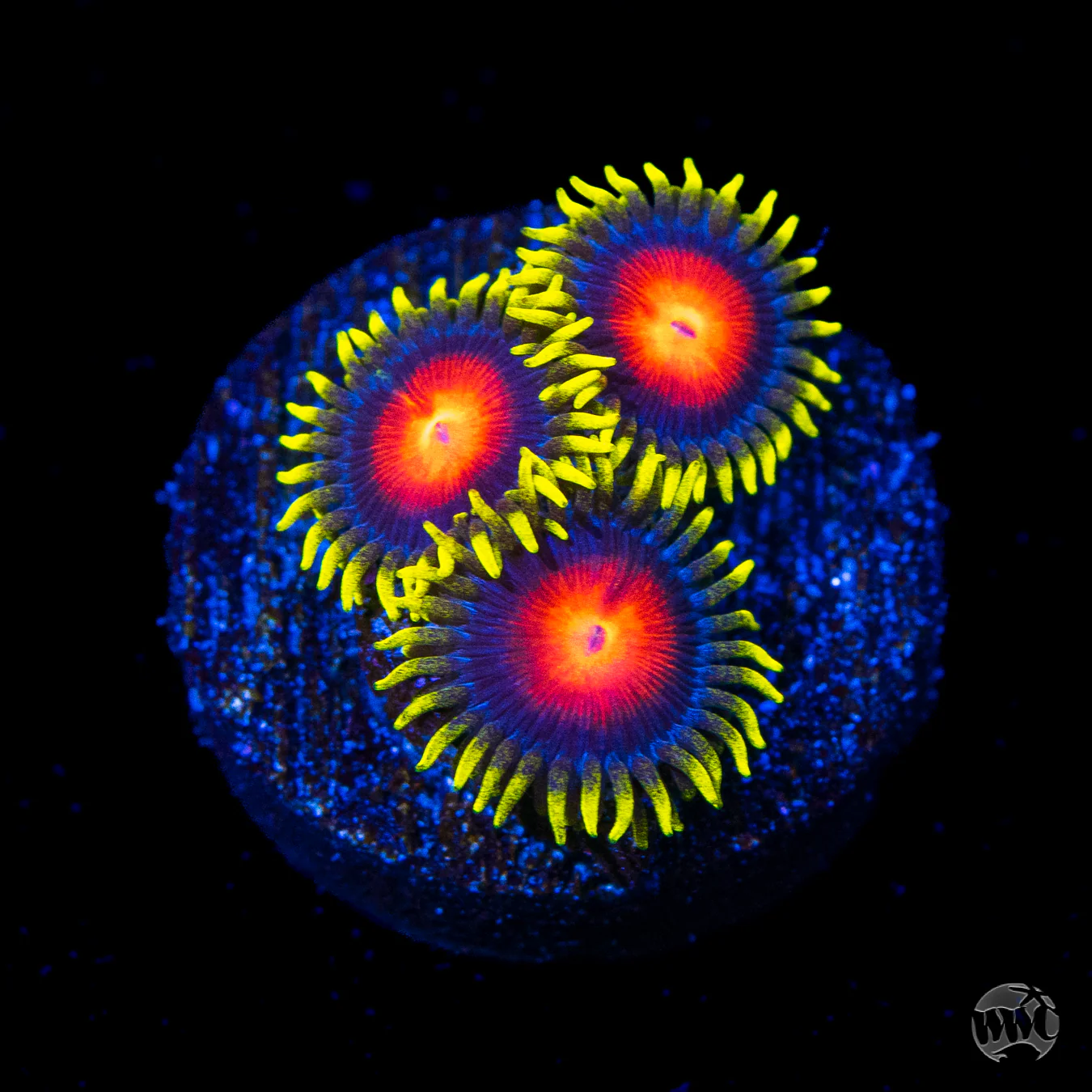 Valentine's Day Sale